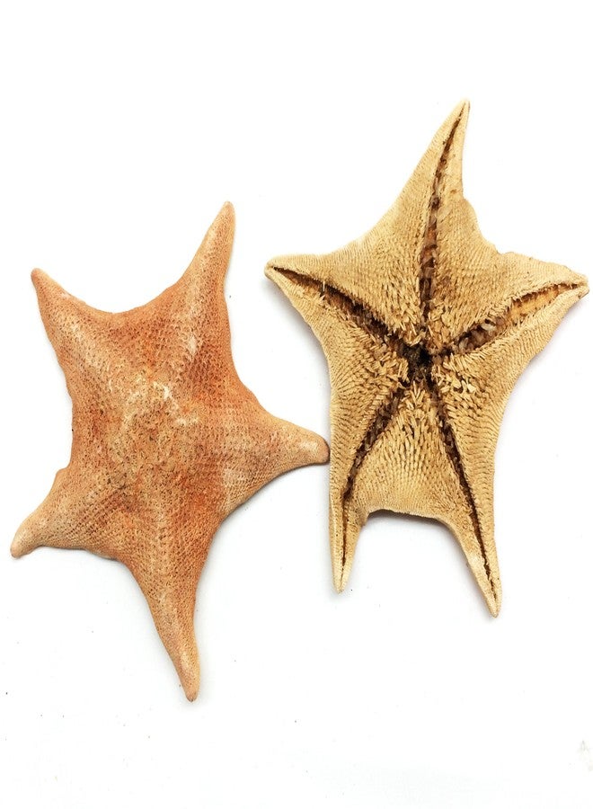 PEPPERLONELY 2 PC Bat Starfish, Brown Sea Star, 4 Inch ~ 6 Inch - Image 2